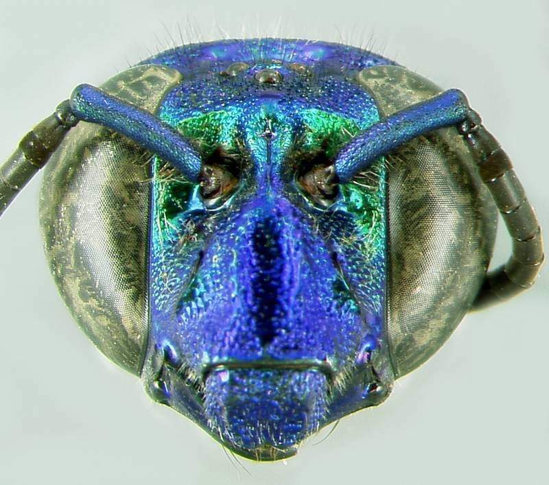 Abeja tropical (Exaerete frontalis).