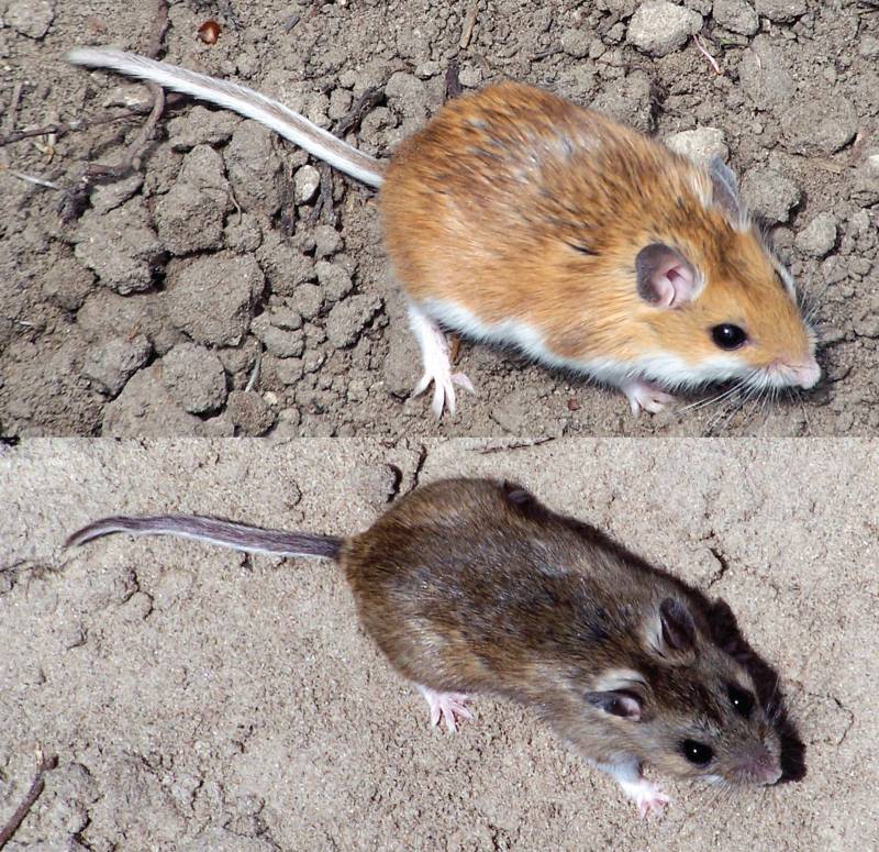 Ratones que adaptan el color de su pelaje al entorno