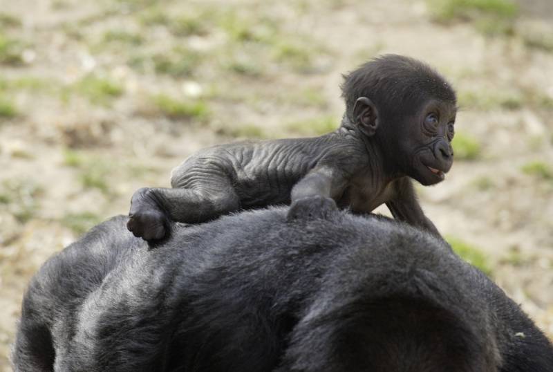 Reconstruyen la evolución de la risa en grandes simios y humanos