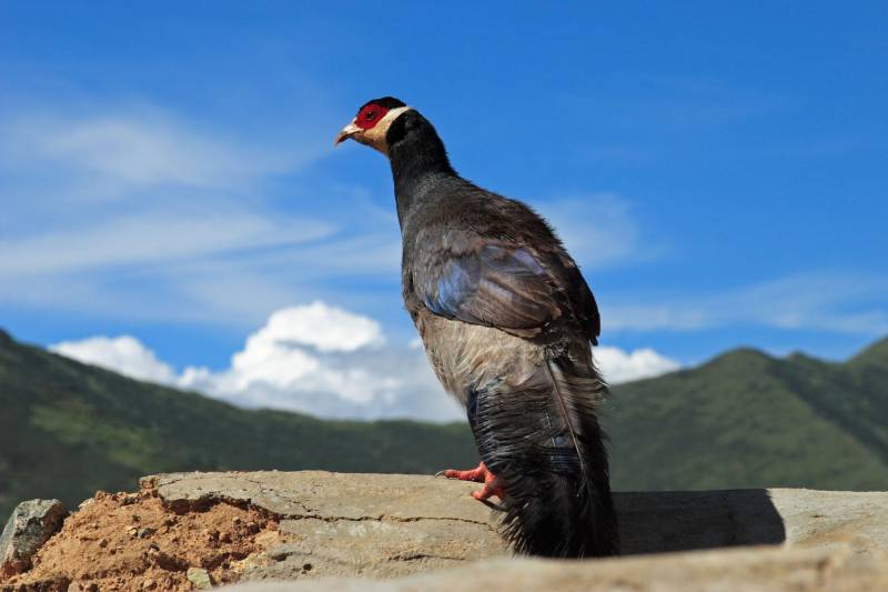 faisán orejudo tibetano (Crossoptilon crossoptilon harmani). Un tercio de las aves de caza está en peligro de extinción.