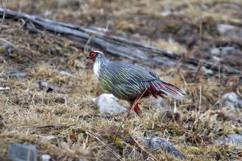 Faisán de sangre (Ithaginis cruentus). Un tercio de las aves de caza está en peligro de extinción.