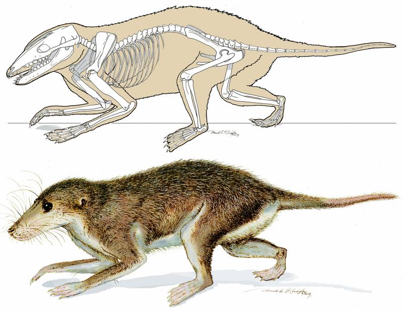 Maotherium asiaticus. 