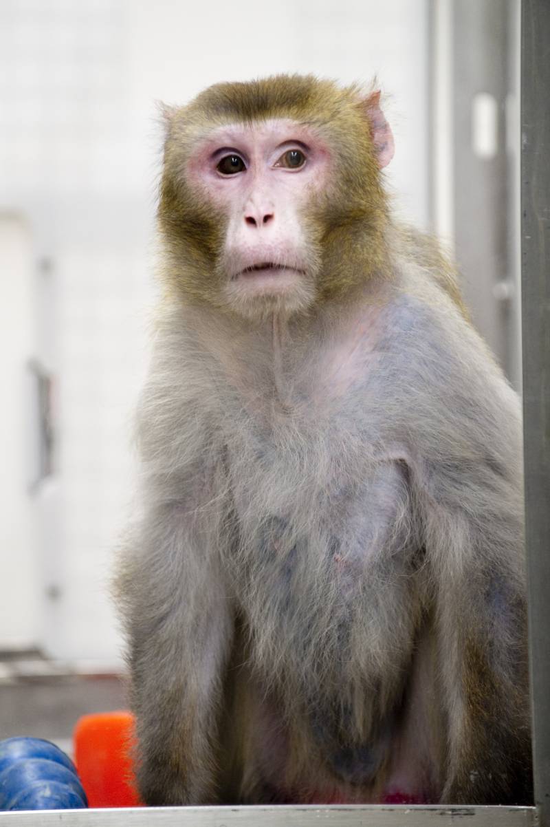 El mono rhesus Canto, de 27 años de edad, uno de los ejemplares más ancianos.