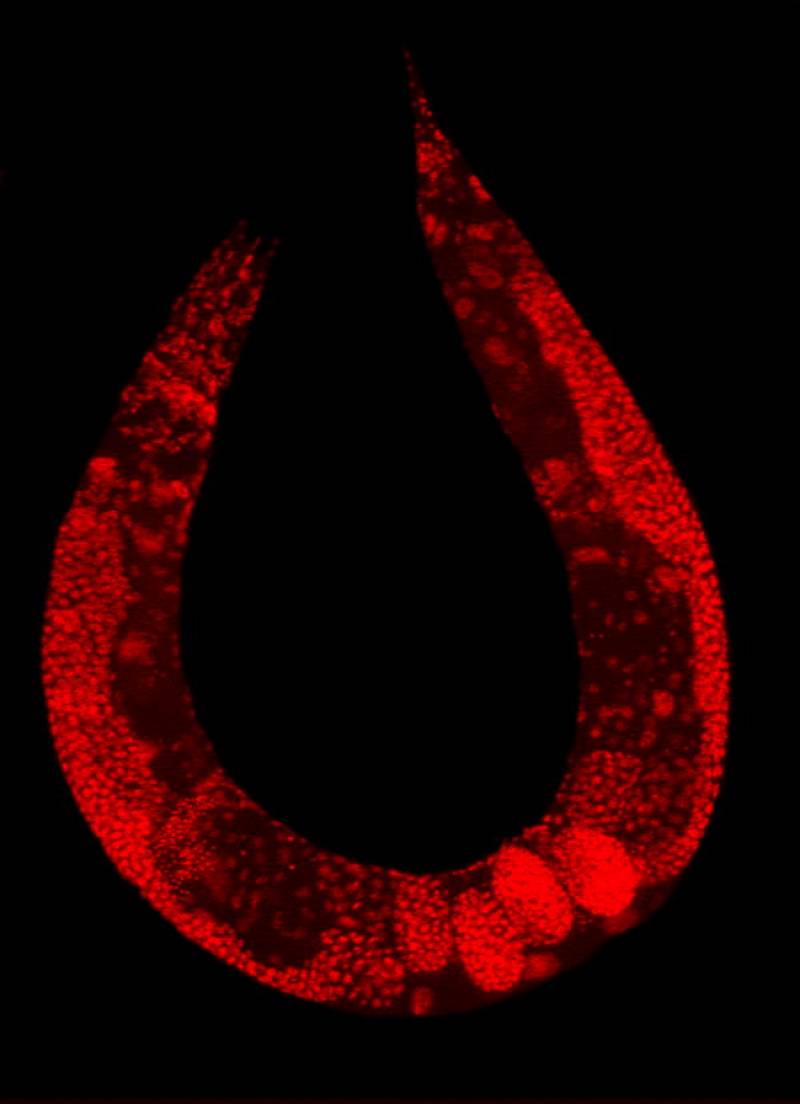 Caenorhabditis elegans. Foto: PLOS.