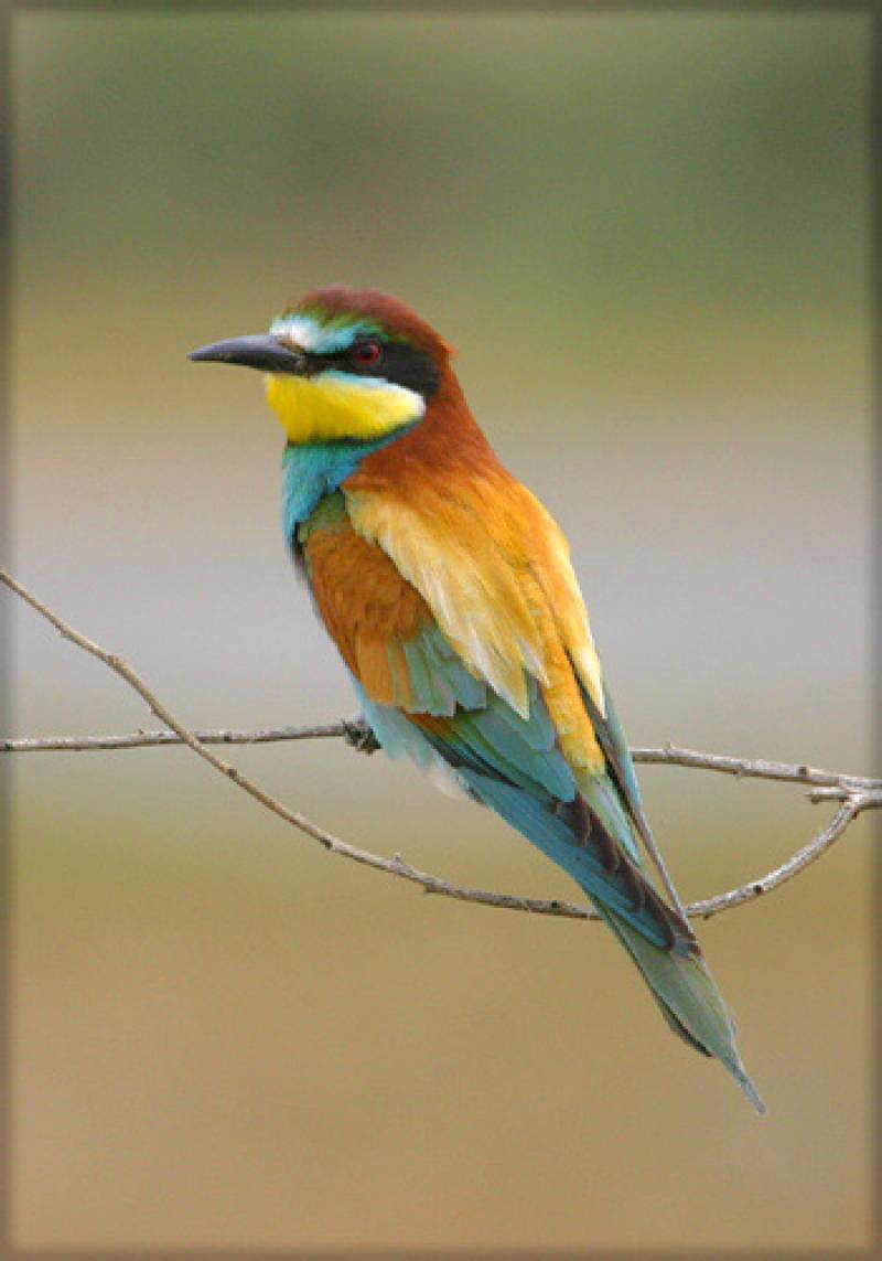 Merop apiaster