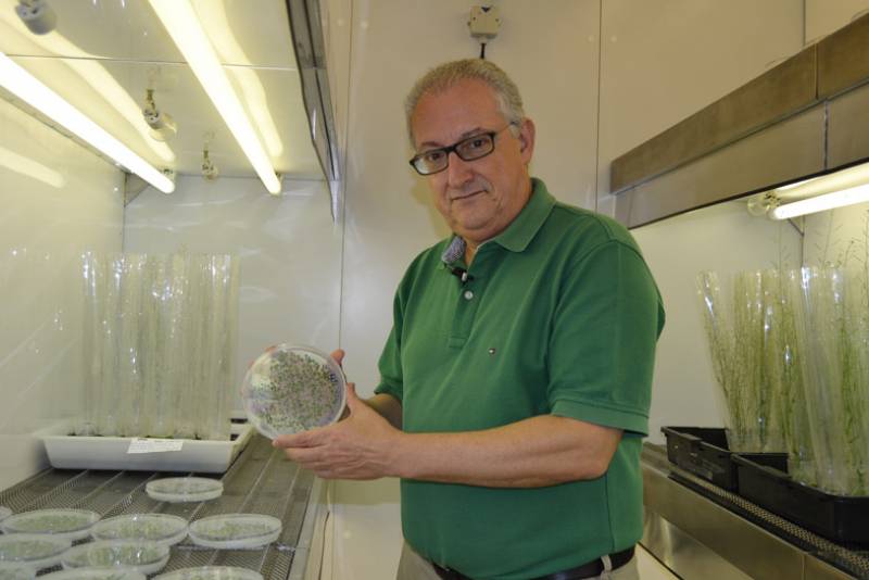 José Luis Micol muestra ejemplares de Arabidopsis thaliana.