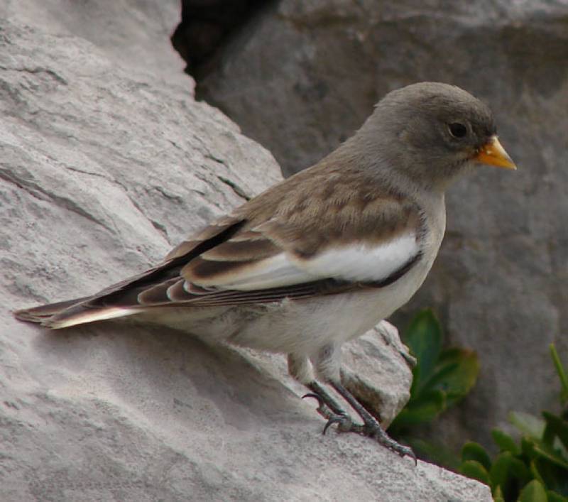 Gorrión alpino (Montifringilla nivalis).