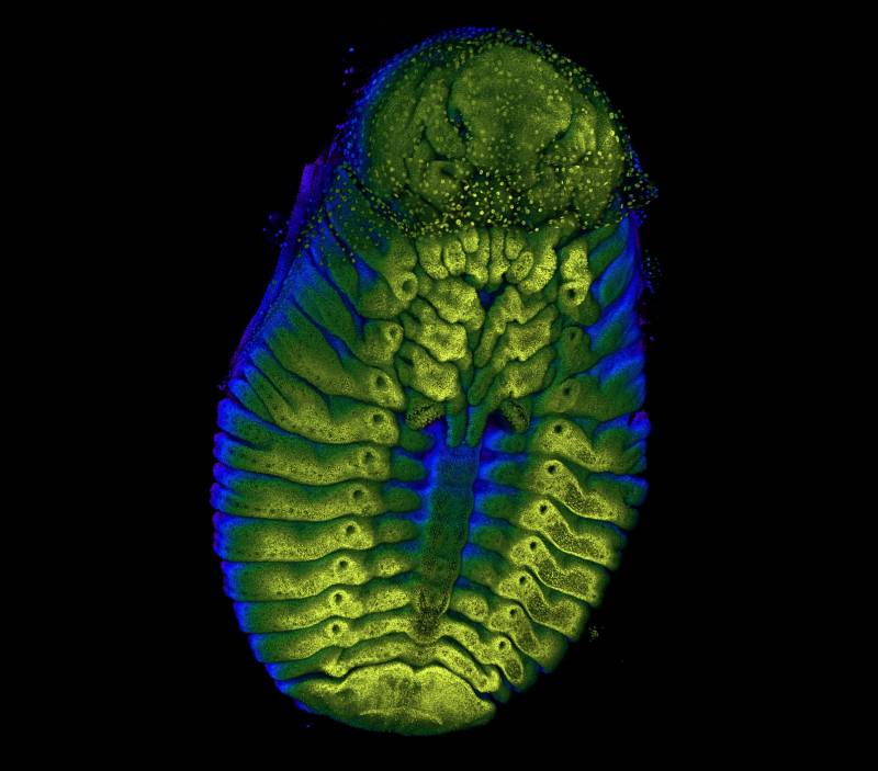 Embrión de 'Onthophagus taurus', un escarabajo pelotero cabeza de toro. / Zattara (Nikon’s Small World)