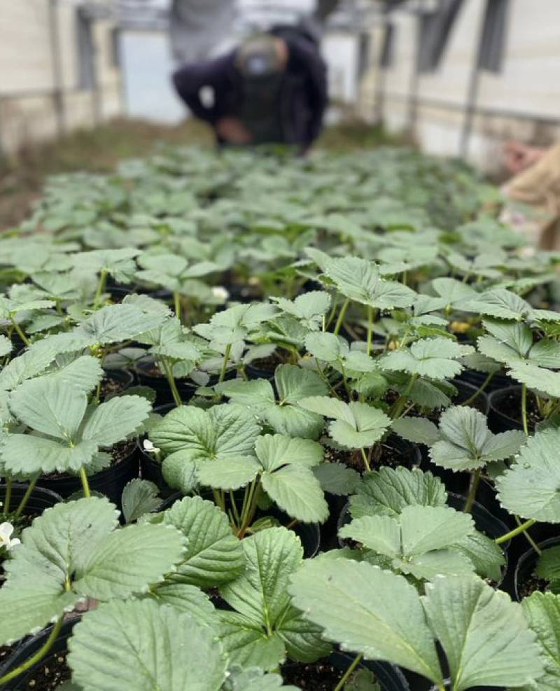 El procedimiento para conseguir esta solución menos tóxica para los cultivos consiste en 'mostrarles' a las plantas un segmento del genoma de un patógeno (algo muy parecido a lo que se hace con las vacunas de ARN). / Apolo Biotech.