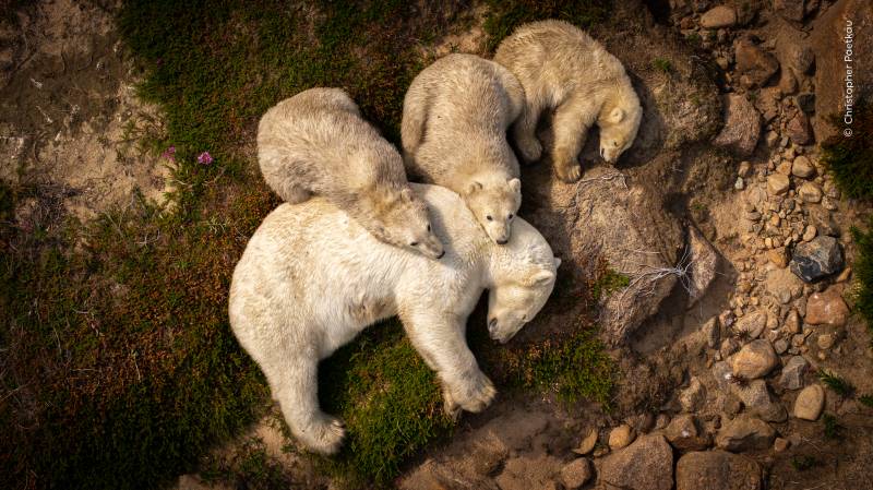 © Christopher Paetkau, Wildlife Photographer of the Year
