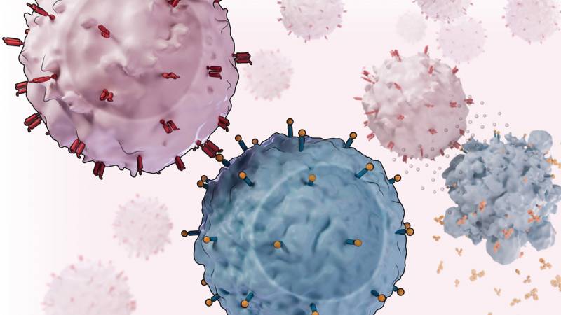 Un linfocito T con receptor de antígeno quimérico (CAR-T, rosa) se acerca para destruir un linfocito B. / N. Burgess/Science