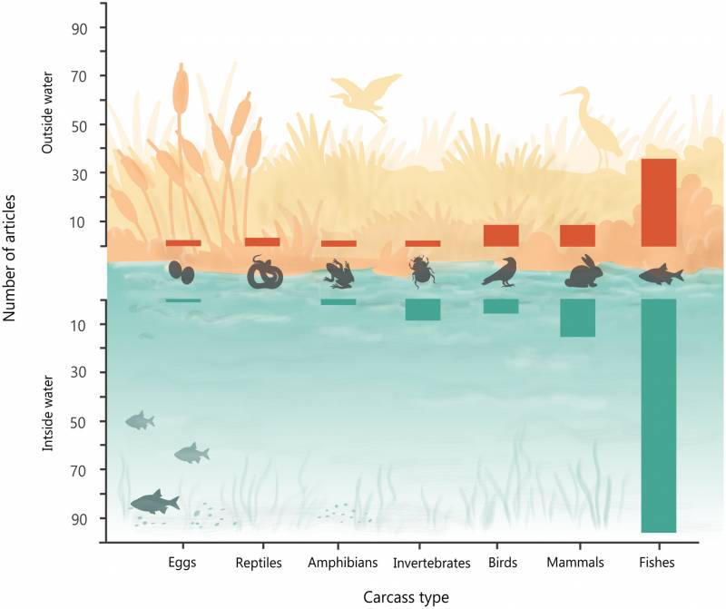 Tipos y ubicaciones de carroña (agua interior  versus  exterior) en los artículos identificados en la revisión sistemática de la literatura. / Orihuela‐Torres, A. et al.