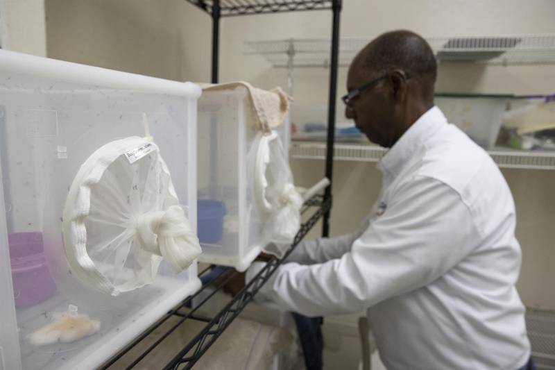 Un técnico trabaja en el insectario con mosquitos 'Aedes aegypti', en el laboratorio de entomología del Centro Nacional de Control de Enfermedades Tropicales (CENCET), hoy, en Santo Domingo (República Dominicana)./ EFE/ Orlando Barría