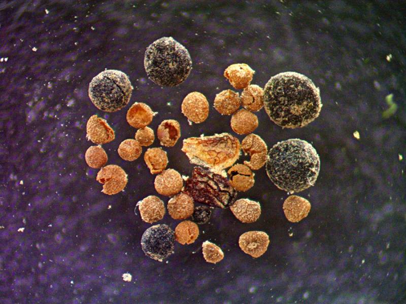 Escamas de brotes de sauce, semillas de amapola ártica, cuerpos fúngicos y megasporas de spikemoss de roca encontradas en la muestra de suelo GISP2 vistas al microscopio en la Universidad de Vermont. / Halley Mastro