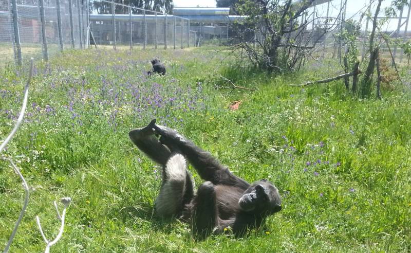 El chimpancé Gombe en el centro de rehabilitación Rainfer