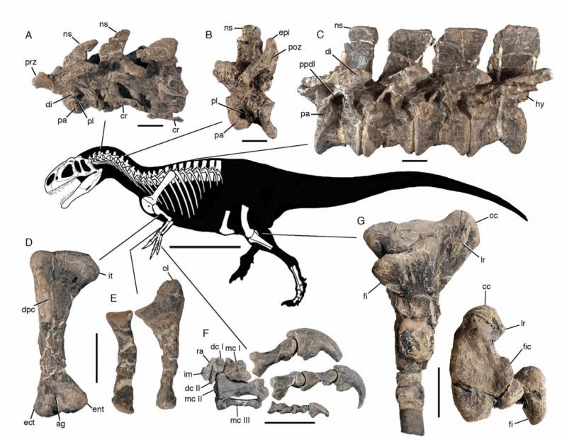 esqueleto de dinasaurio