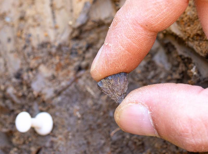 Descubren el primer fragmento de pirita de hierro en 2017 en Barnham, Suffolk. / Jordan Mansfield, Pathways to Ancient Britain Project