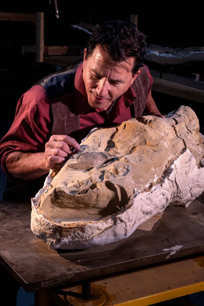 Paul Sereno, de la Universidad de Chicago, observa las pezuñas conservadas en los pies de una momia adulta del dinosaurio con pico de pato 'Edmontosaurus annectens', apodado "Ed Sr.". / Keith Ladzinski