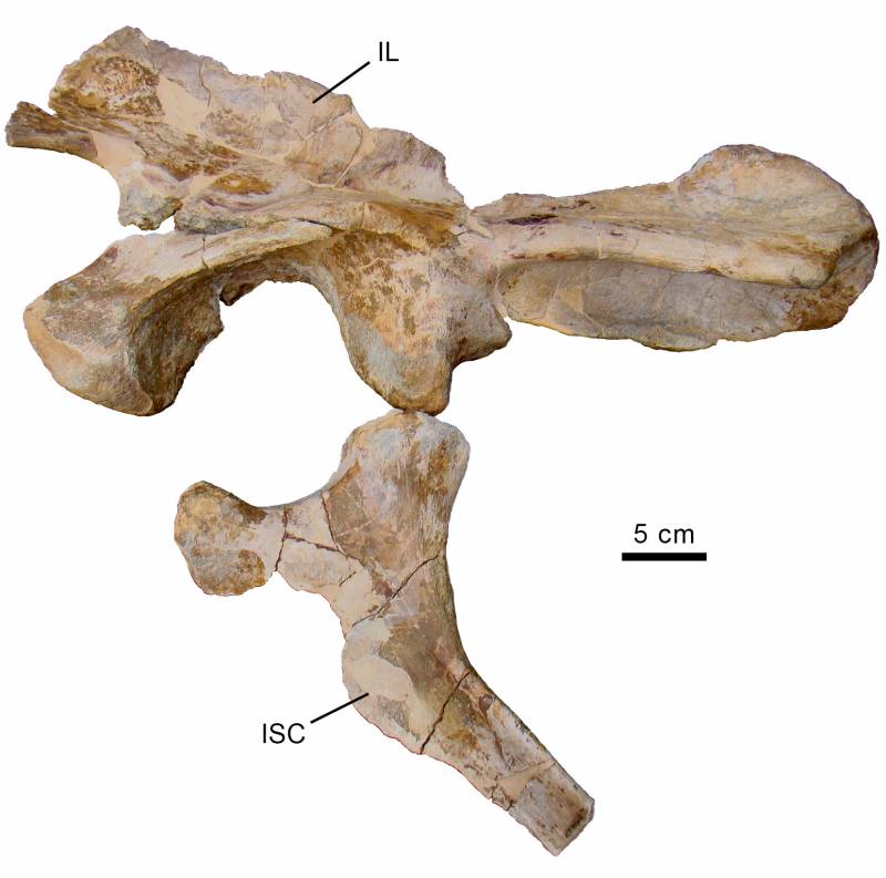 Cintura pélvica de Vallibonavenatrix cani, en la que se agrupan muchos de los caracteres identificativos de la especie