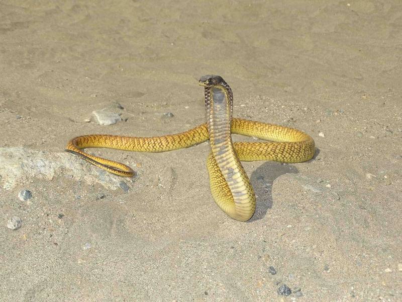 Imagen de Naja arabica, cobra endémica de Arabia Saudita, que se separó por vicarianza de su especie hermana Naja haje de África./  Salvador Carranza