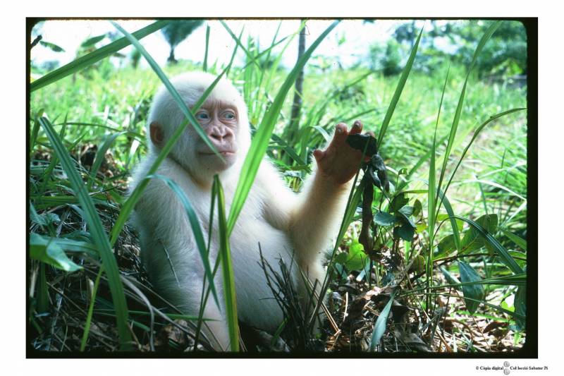 Copito de Nieve durante su estancia en Ikunde. / Jordi Sabater Pi / UB