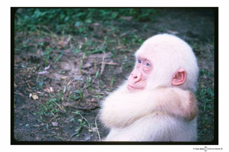 Copito de Nieve en sus primeros días en Ikunde  / UB / Jordi Sabater Pi
