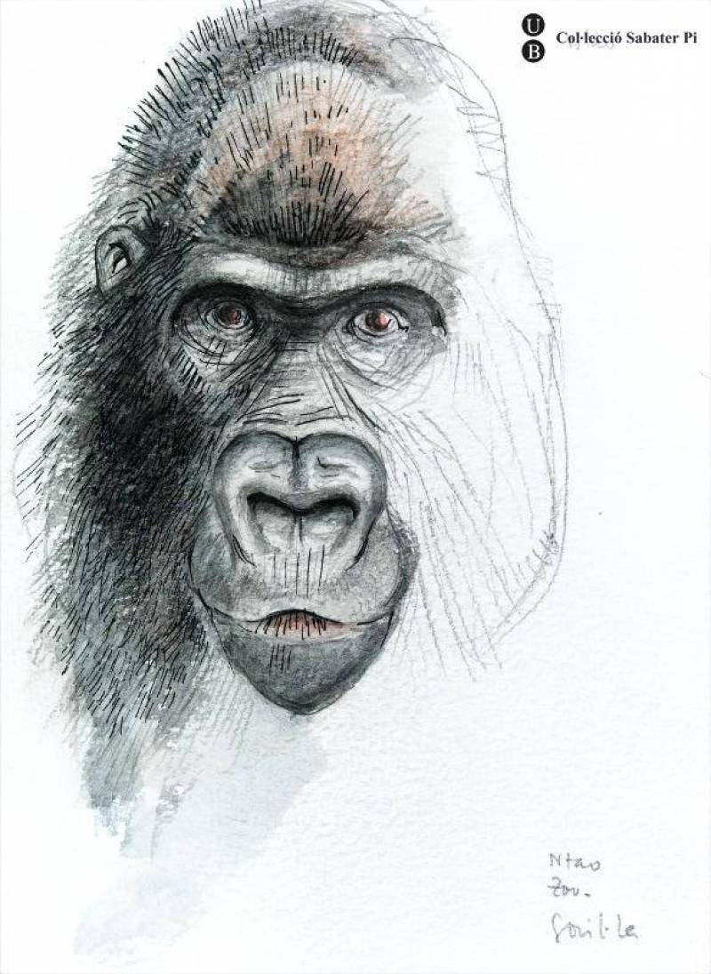 Dibujo de un gorila . / J Sabater Pi / UB