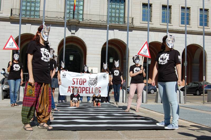 WWF ha entregado en el Ministerio de Fomento un pen drive con casi 15.000 firmas recogidas en una ciberacción ‘Ni un lince más atropellado’ / SINC