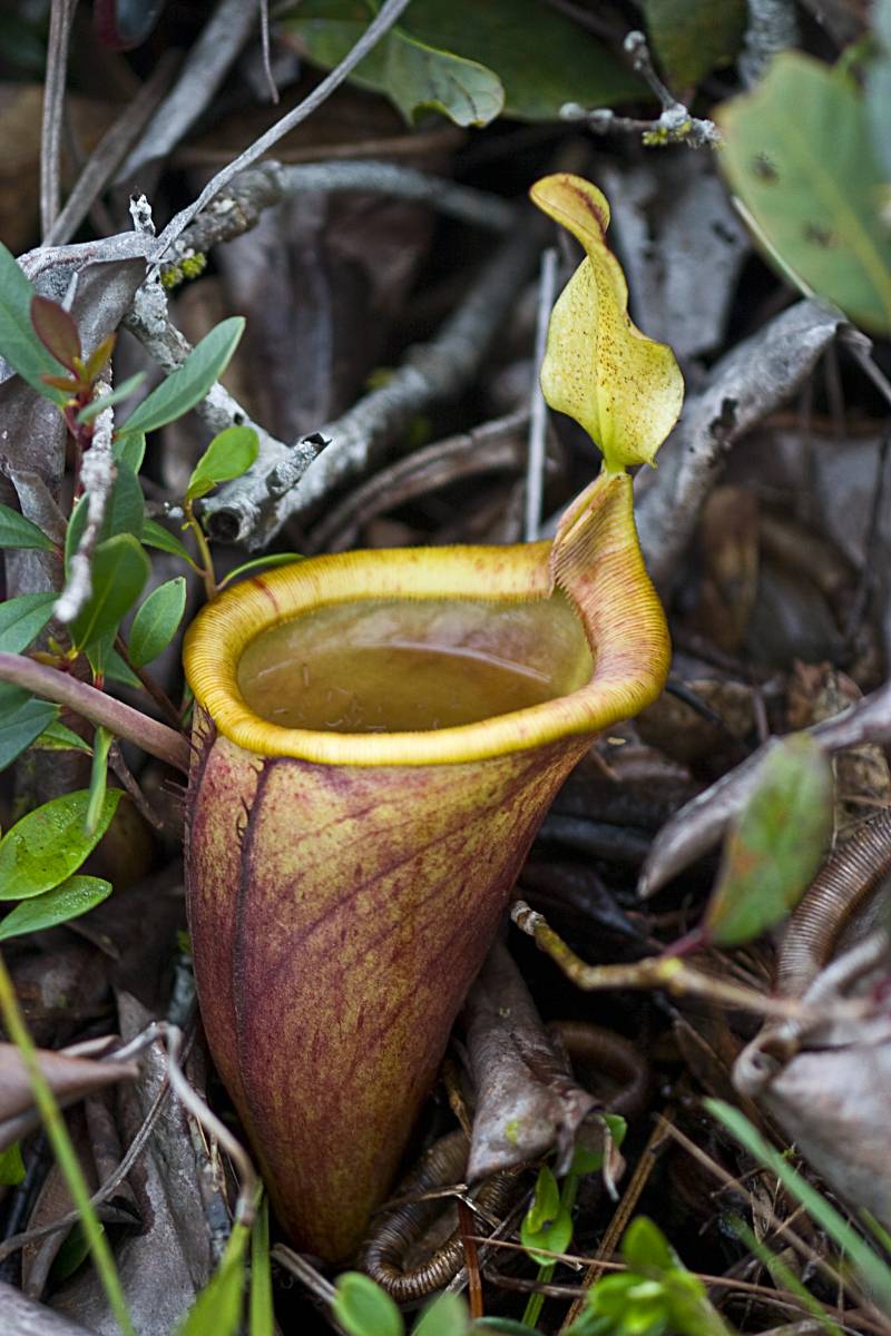 Attenborough's Pitcher (Nepenthes attenboroughii)