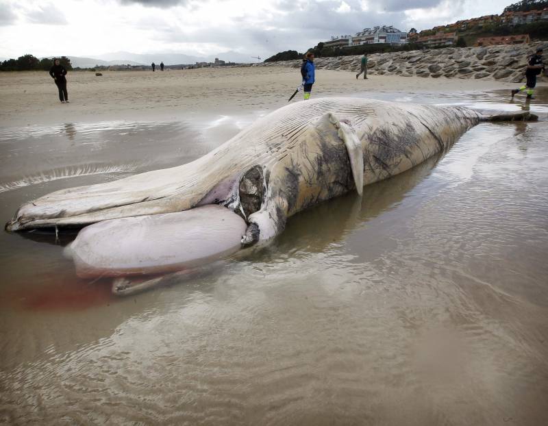 Vista de la ballena de entre doce y catorce metros de longitud, que ha aparecido muerta en la playa del Merón, en el municipio cántabro de San Vicente de la Barquera. 