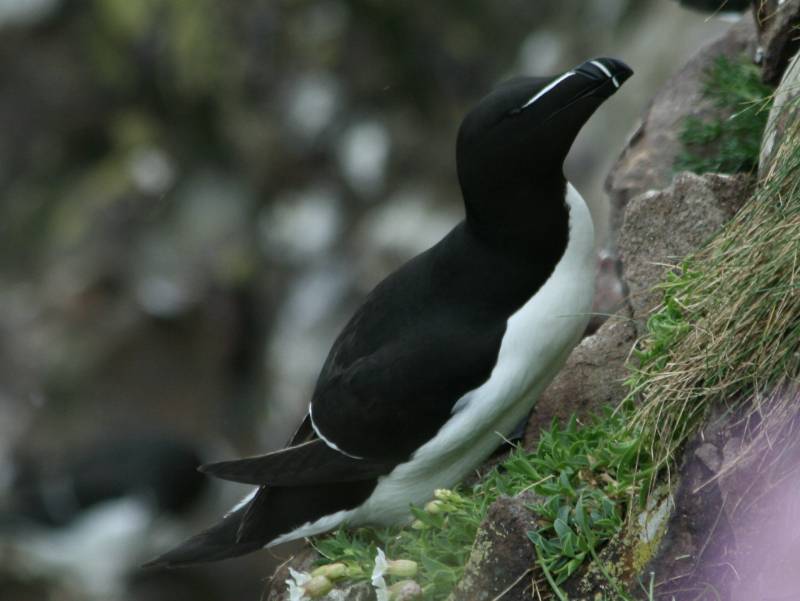  Alca torda en unos acantilados en la Reserva Natural de Fowlsheugh en Escocia.