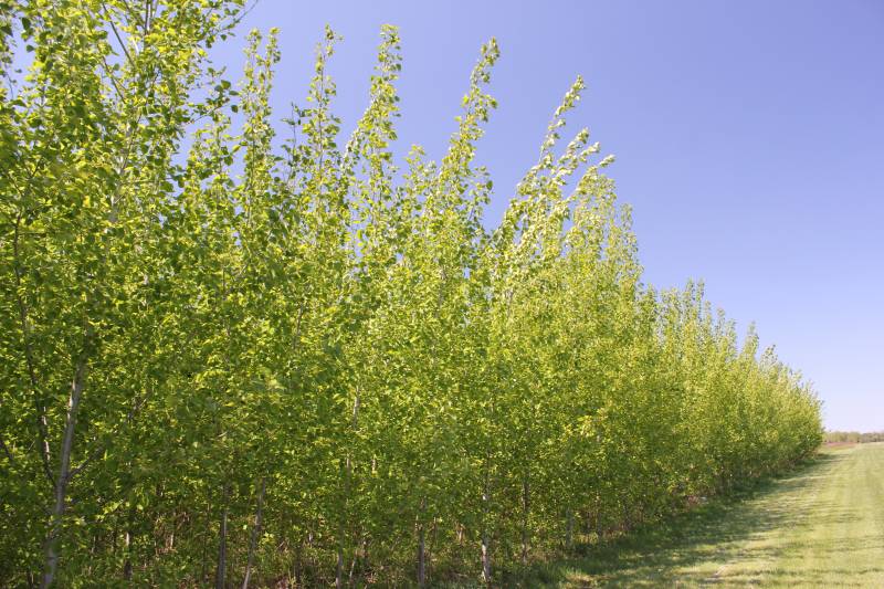 Árboles híbridos de álamo para la creación de biomasa celulósica en la Estación Biológica Kellogg (KBS) en Michigan (EE UU). Imagen: Universidad Estatal de Michigan.