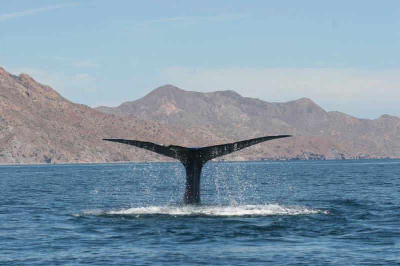 Ballena azul en el Golfo de California. / Diane Gendron.