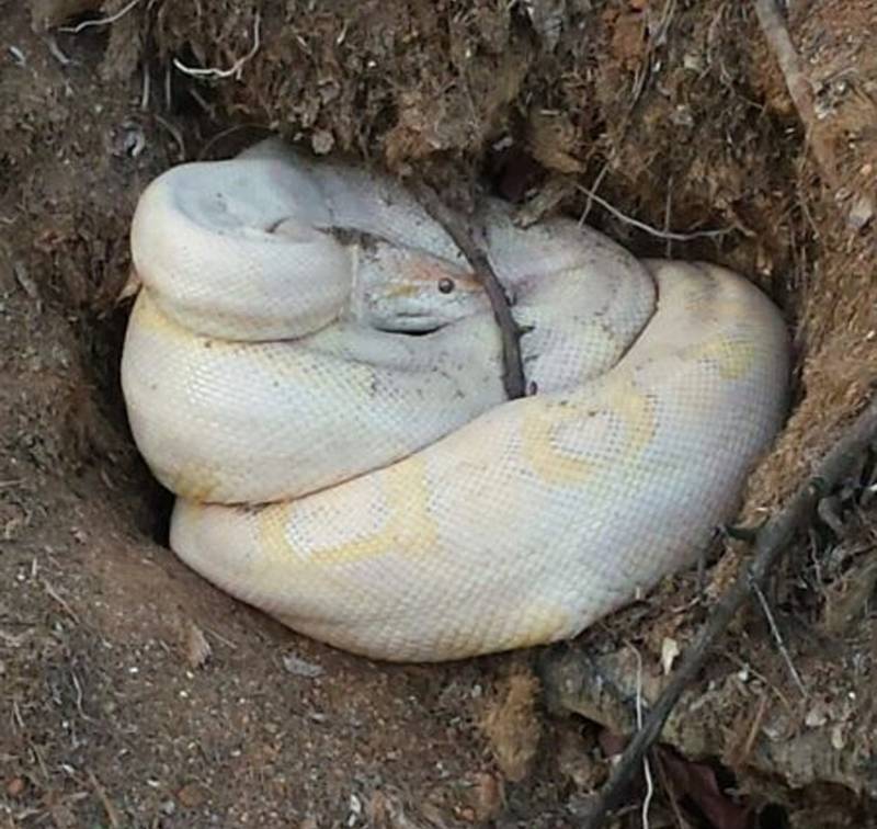 Atrapan en Ibiza una pitón de dos metros