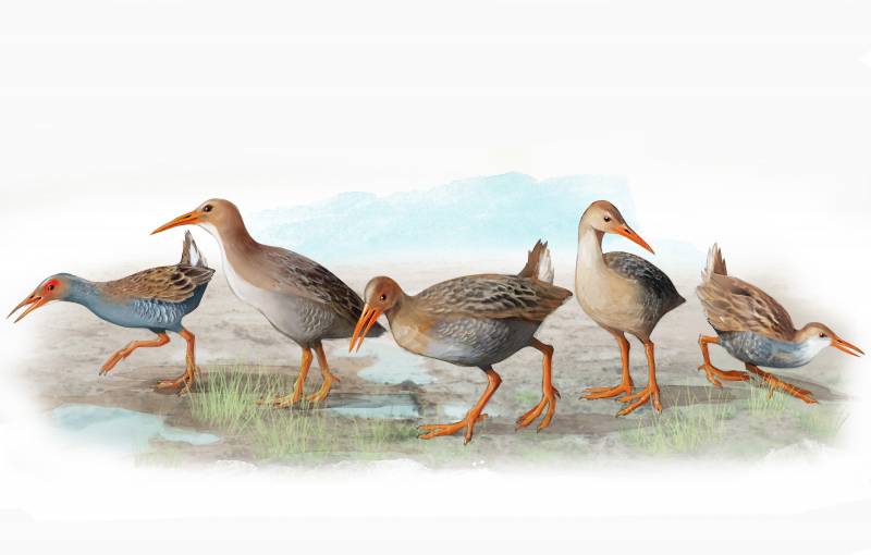 Las cinco nuevas especies de rascones extintas en Madeira y Azores. De izquierda a derecha  R. carvaoensis, R. adolfocaesaris, R. montivagorum, R. lowei, R. "minutus". / José Antonio Peñas (Sinc)