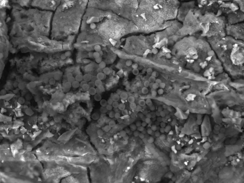 Una de las cepas de bacterias seleccionadas, antes de ser aplicadas a la piedra / GEA 