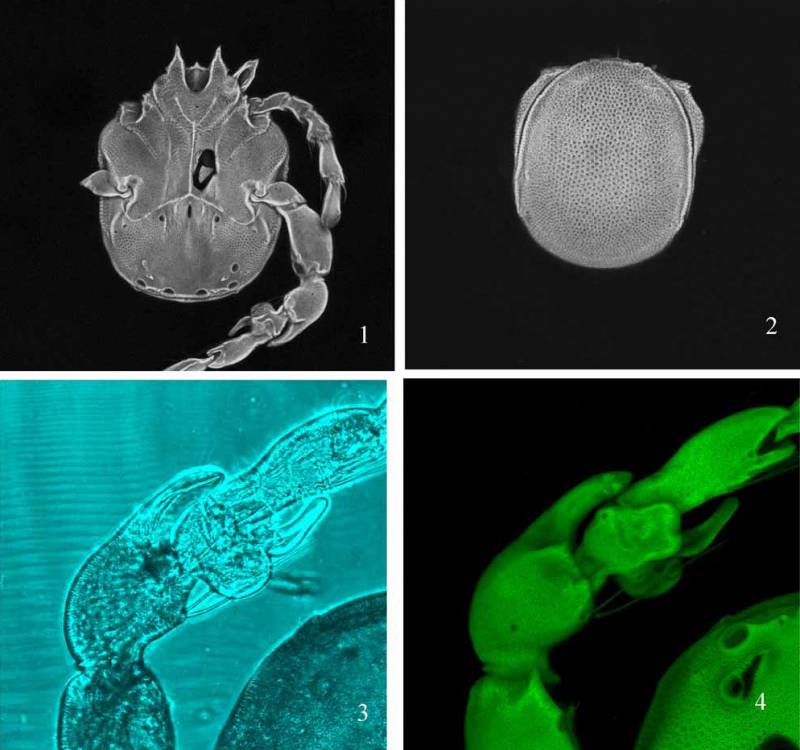 Describen una nueva especie de ácaro acuático 