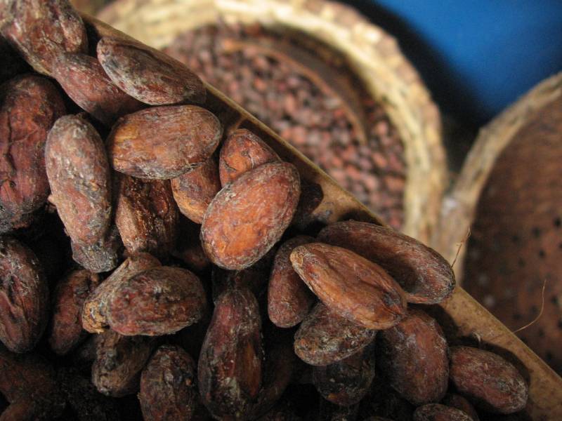 cacao