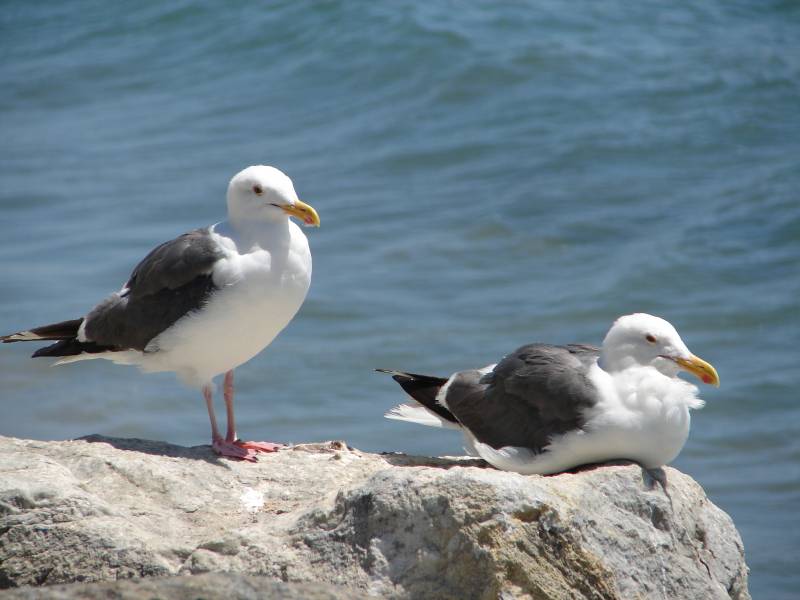 gaviotas