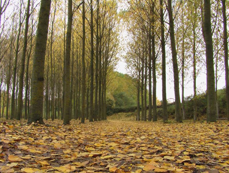 Bosque en otoño