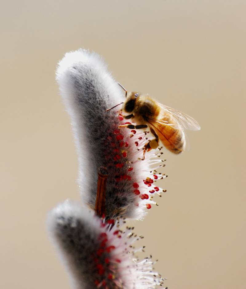 La danza de las abejas rompe barreras culturales