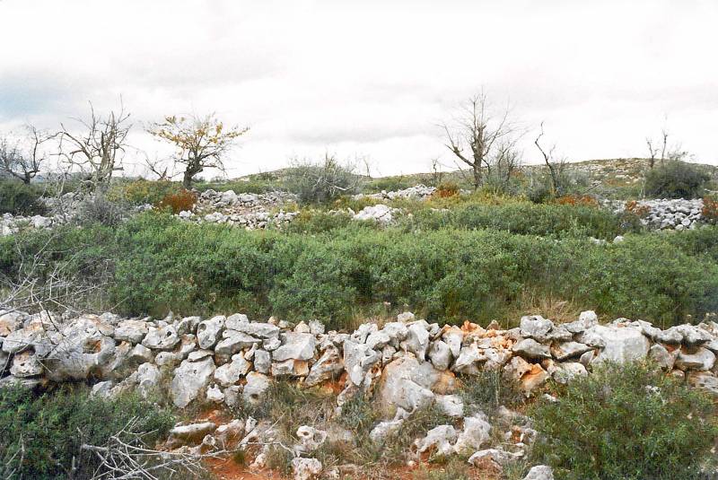 La regeneración vegetal tras un incendio