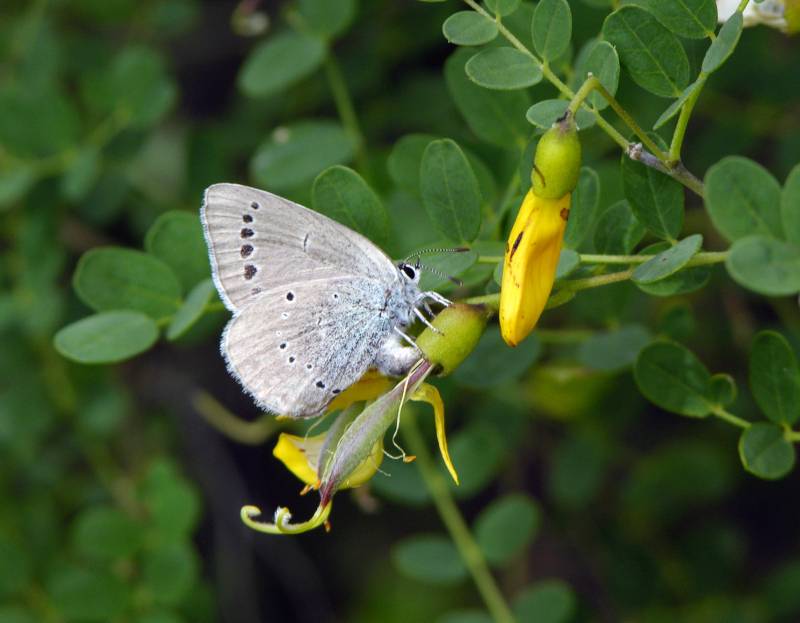 En la imagen, una mariposa Iolana iolas ovopositando en su planta huésped Colutea hispanica.