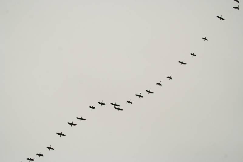 aves migratorias