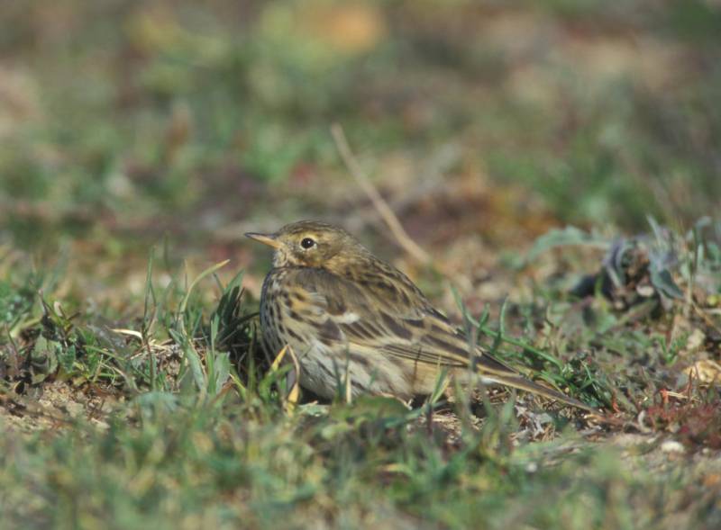 El bisbita pratense es un pequeño pájaro de colores muy discretos y de hábitos terrestres y gregarios