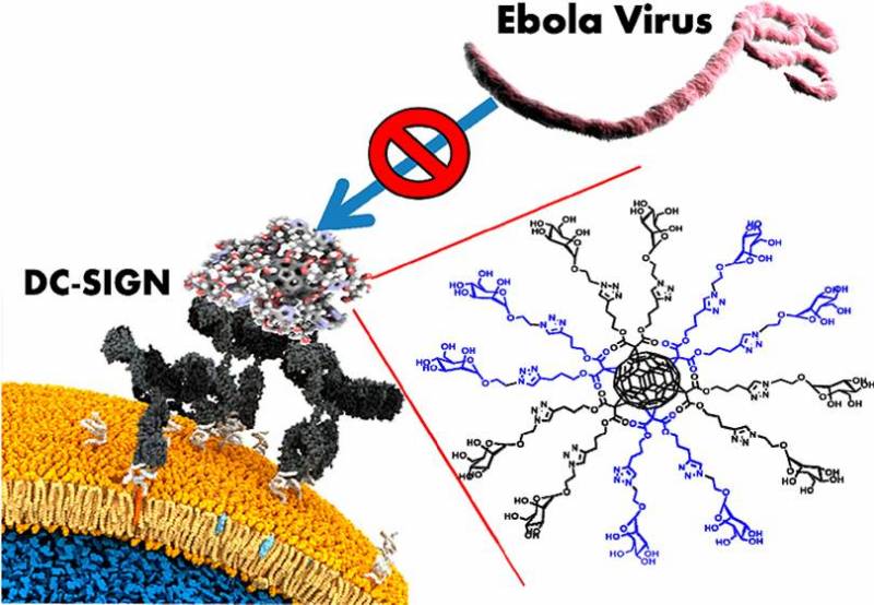 En el gráfico se explica cómo se produce el bloqueo en el acceso del VIH y el Ébola. / Hospital 12 de Octubre