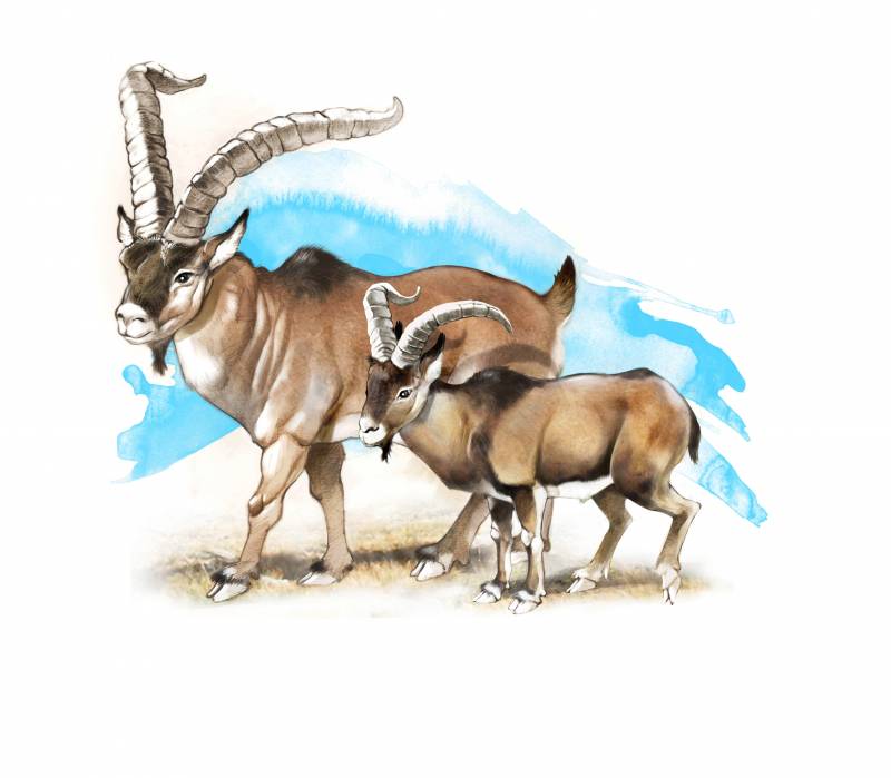 Reconstrucción de un bucardo de 7.000 años de antigüedad (izquierda) y un bucardo moderno extincto en el año 2000 (derecha). Imagen: SINC / José Antonio Peñas. 