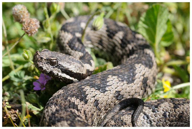 Vipera latasti es la víbora de menor toxicidad y habita desde el sur de la Península hasta la cuenca del Duero. Imagen: J. Gallego. 