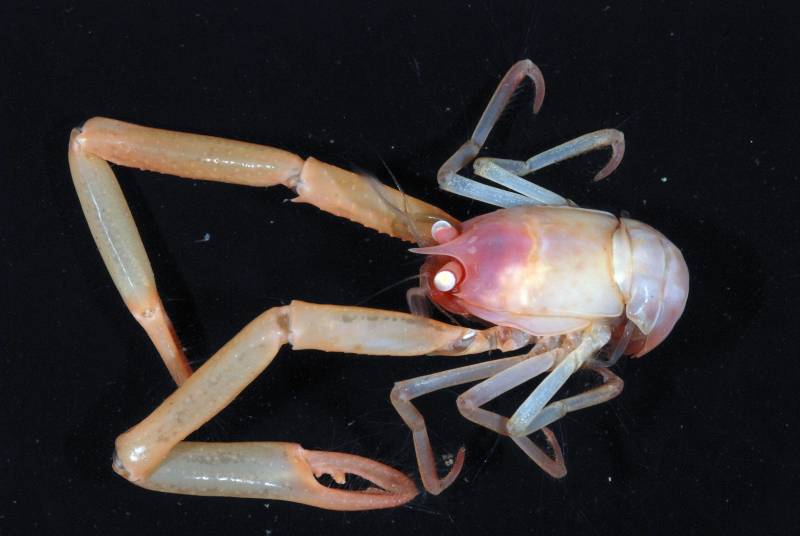 Uroptychus Sp Squat Lobster.