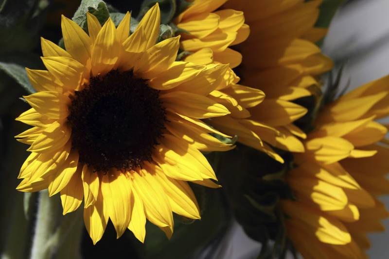 Cultivo de girasol